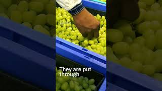 How grapes are exported from Nashik to Europe @SahyadriFarms #shorts