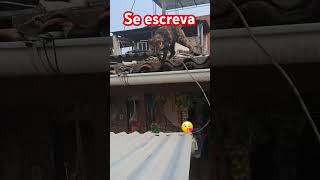 Gatinha desejando bom dia #bomdia #viralvideo#gatos#cat #gatosfofo #gatosfofinhos #reflexao#brasil