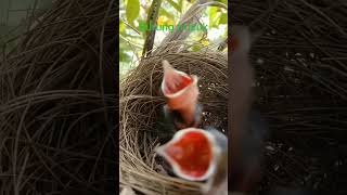 dapat burung trucukan#shortvideo #burung