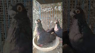 اسود غزار ولا اسود ابن قطقاطي ؟؟🤔🤔#pigeon #birds #egyptian