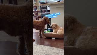 Doodle Doggie Tales- Part 91 “Million Dollar Attitudes” #shortvideo #shortsfeed #shorts #dogs #dog