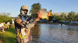 Isca matadeira para peixe de couro e redondos.