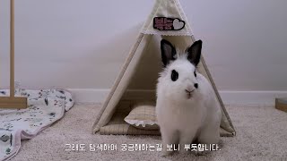 토끼 복순이에게 예쁜 패브릭 하우스가 생겼어요!