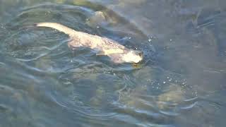 Lontra no Rio Lima