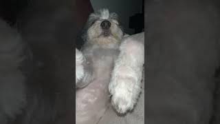 Dog loses it #pet#angry #wow#fyp