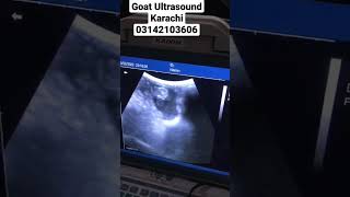 Goat Ultrasound Karachi