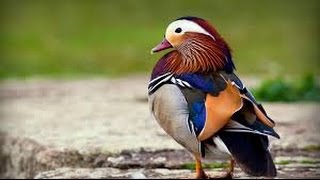 Las 10 aves más bellas del mundo