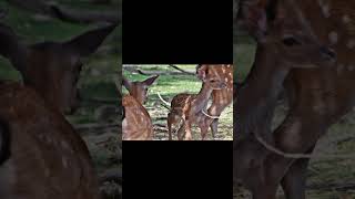 বাচ্চা হরিণের ঝাঁক | baby deer playing | #deerfight  #viralshorts #deer #ফানি_ভিডিও