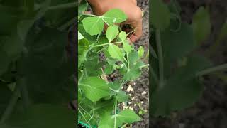 Harvesting cruchy fresh peas from my small garden🤩