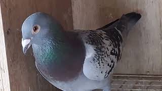 fat eye in pigeons #pigeons #racingpigeons #fateye