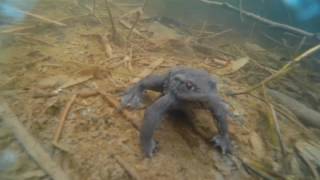 Common Toads (Bufo bufo) in Vogrie Main Pond