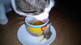 Kat drinkt thee | Cat drinks tea