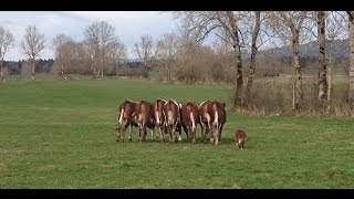 Jim first time working cows