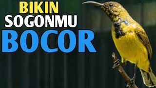 BIKIN SOGONMU BOCOR, PANCINGAN SOGON AMPUH BIKIN BOCOR