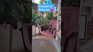 #mensagensdereflexao #reflexão#mensagens #mensagemdedeus #viralvideo#pets  #adoteumgato #memesgatos