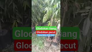 jual pohon glodokantiang TLP wa 085647605995