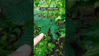 Lajjalu Mimosa pudica Linn. #ayurveda #ayurvedicmedicine