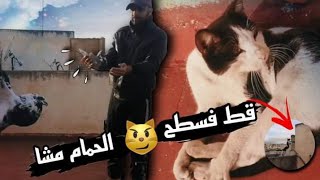 لقيت قط فسجنة 🤯 واش كلا ليا الحمام+ توليعة فدكور وعقمت طواجن وجبت لي نحتاج باش نصوب سجنة