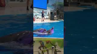 ( 🫰❤️Dubai Dolphinarium ) #subscribe #youtubeshorts #shots