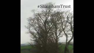 Barn Owls on the Sharpham Estate