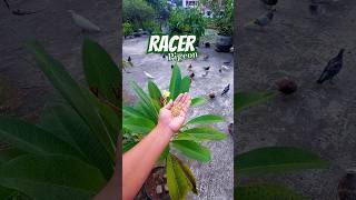 Racer Pigeon Lands on My Hand to Eat #pigeon #pets