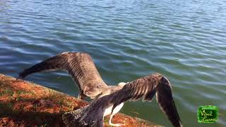 gull release