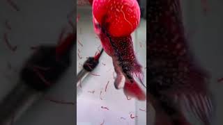 FLOWERHORN FEEDING#flowerhorn #feeding #shorts