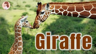 Facts About Giraffes