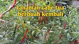 cara ampuh lebatkan buah pada tanaman @cabe yang sudah tua