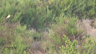 beringter Kanarienvogel hat Gesellschaft Flur Doberschütz