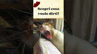 "Il tuo gatto dorme sopra di te?" #shorts #curiosità #amicifelini #cute #cat #kitten