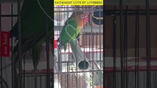 Day And Night Love By Lovebirds 》Firecracker And Deep Asleep 》@aanch  News & Analysis 》