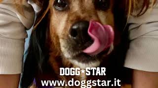 Torte Per Cani Dogg Star