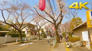 【4K HDR】Tokyo Cherry Blossom / Sakura (桜) - Fuchu