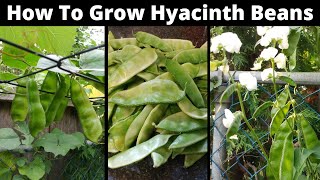 How To Grow Hyacinth Bean In Your Backyard Garden l High Yield Beans l Canada