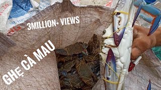 Ghẹ Cà Mau -Sentinel crab- Khui bao ghẹ sống mua từ ghe cào cóc vừa cập cảng | HNAG79 #44