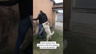 Nesse vídeo ensino como fazer um passeio de uma maneira saudável. #adestramento #cachorro #crdog