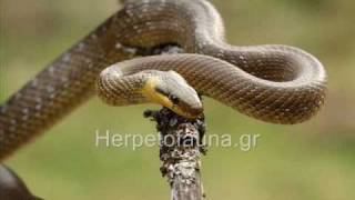 Herpetofauna of Greece ad2