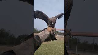 super landing of black kite