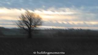 Goosander, Lapwings and Daffodils