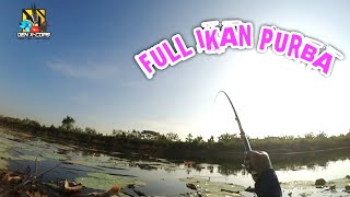 SPECIAL EDITION || IKAN PURBA MELIMPAH