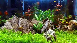 aquascape#14