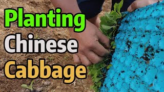 Planting Chinese Cabbage