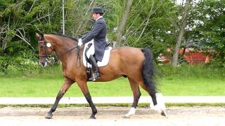 Dressage at Hickstead