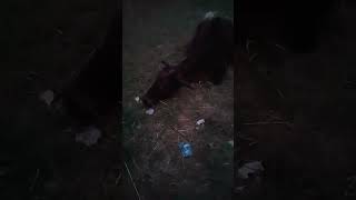 Cow have hungry #shorts #ytshorts #cow #hungry #trending