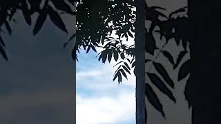 Stress reliever Beautiful Nature and 🎵🎶💙💙💙, short video