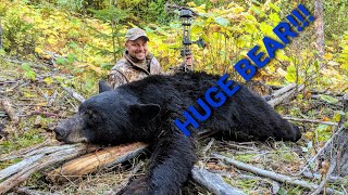 Big Idaho Black Bear Taken with a Bow!