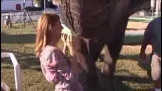 Elephants Debut at Dixie Classic Fair