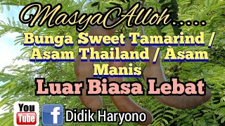 Bunga Sweet Tamarind / Asam Thailand / Asam Manis Berbunga Super Lebat