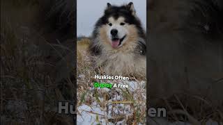 Personality Traits You Didn't Know About Huskies